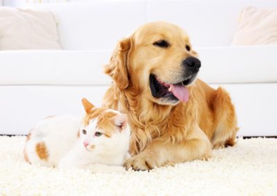 dog and cat